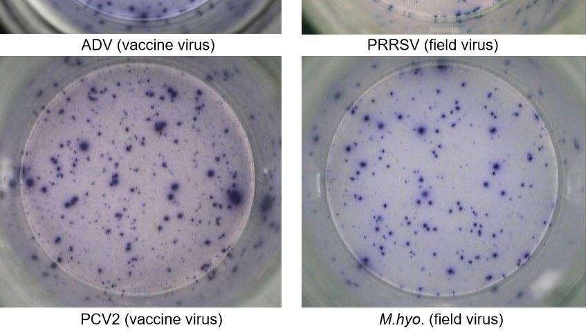 Fig. 1. IFN-&gamma; ELISPOT antigen-specific responses in PBMC to pig pathogens. ADV: Aujeszky&rsquo;s disease virus; PRRSV: porcine reproductive and respiratory syndrome virus; PCV2: porcine circovirus type 2; M.hyo.: Mycoplasma hyopneumoniae. Each spot is due to IFN-&gamma; secretion by re-activated memory/effector T lymphocytes. In brackets, the pathogen used to re-activate the cells in the test plates is indicated.
