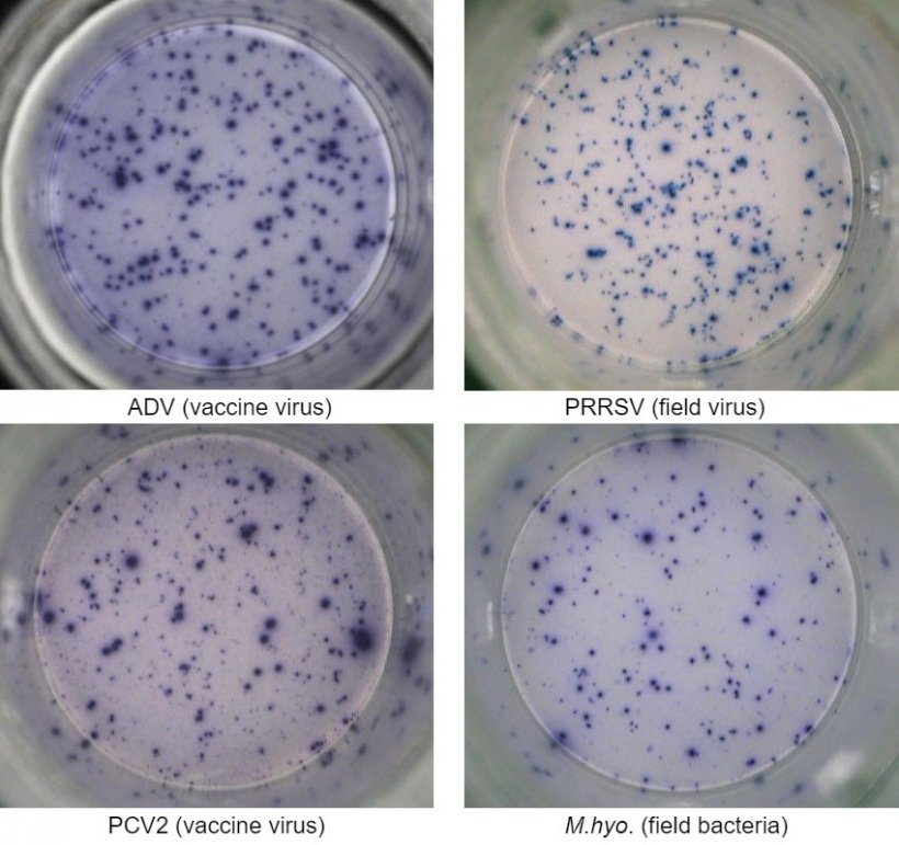 Fig. 1. IFN-&gamma; ELISPOT antigen-specific responses in PBMC to pig pathogens. ADV: Aujeszky&rsquo;s disease virus; PRRSV: porcine reproductive and respiratory syndrome virus; PCV2: porcine circovirus type 2; M.hyo.: Mycoplasma hyopneumoniae. Each spot is due to IFN-&gamma; secretion by re-activated memory/effector T lymphocytes. In brackets, the pathogen used to re-activate the cells in the test plates is indicated.
