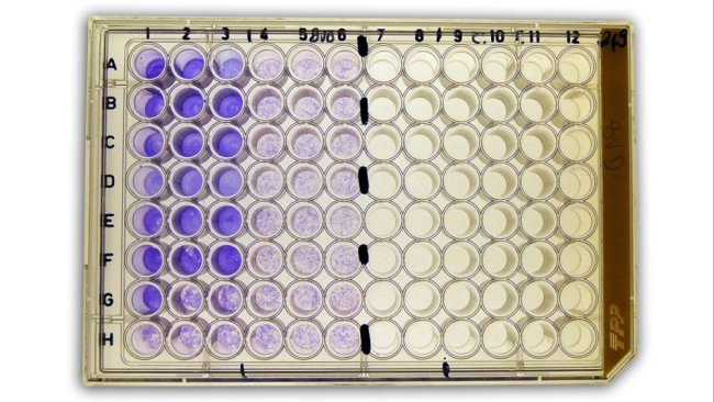 Figure 2b: Serum virus neutralization (SVN) test for detection of anti-bovine viral diarrhea virus (BVDV) antibodies in serum.