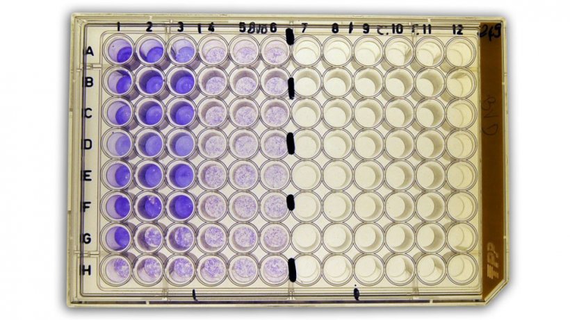 Figure 2b: Serum virus neutralization (SVN) test for detection of anti-bovine viral diarrhea virus (BVDV) antibodies in serum.
