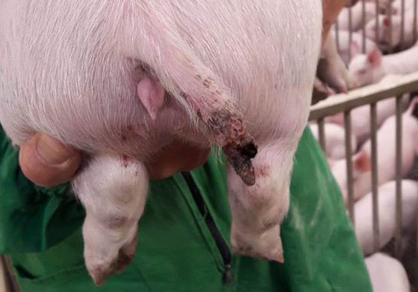 <p>Figure 1. A serious injury in a pig of almost 15 kg, even with part of the tail missing.</p>
