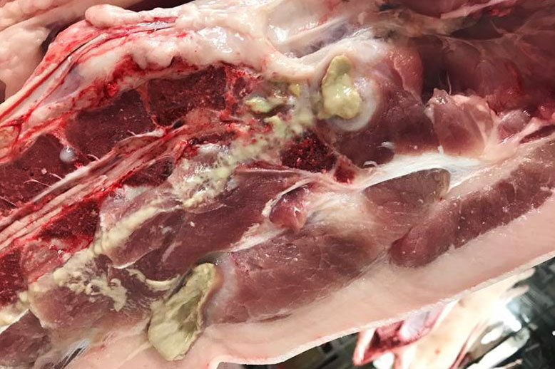 <p>Figure 2. Abscess located along the spine due to an ascending infection after a tail injury, now healed.</p>