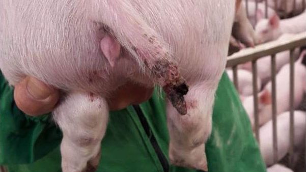 Figure 1. A serious injury in a pig of almost 15 kg, even with part of the tail missing.
