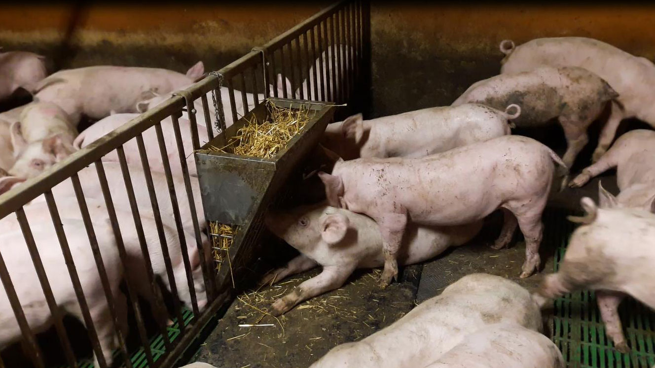 <p>Figure 3. Straw is offered inside a rack feeder, with a mat fixed underneath to create a rooting area.</p>
