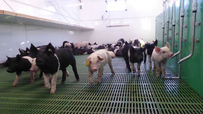 Ventilation management to keep pigs comfortable in hot weather should be a priority, but farmers need to be realistic about temperature settings, says Tim Miller.