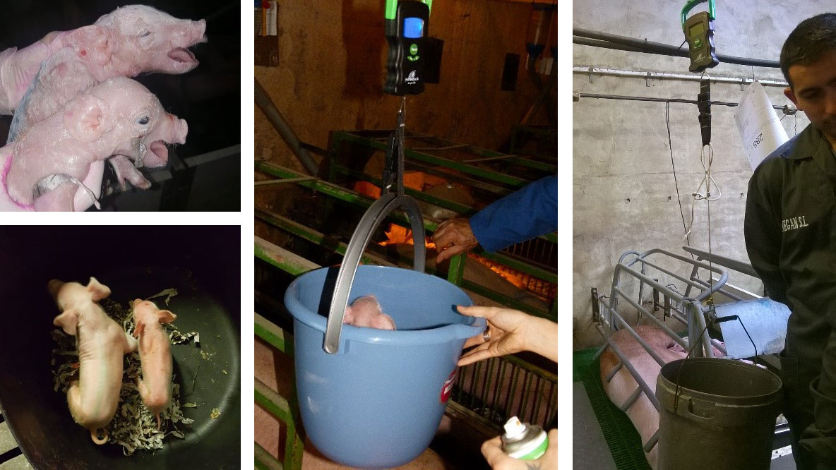 <p>Figure 3. Images of weighings at farrowing and differences in size within the same litter.</p>
