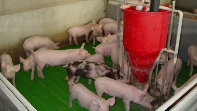 At weaning, a series of factors coincide that make it a high health risk stage: loss of maternal immunity; piglet&nbsp;immunity not fully developed yet; they stop receiving IgA from milk; change from liquid to solid diet; stress at weaning associated with piglet mixing, change of location, etc. Photo by: Lali Coma
