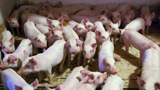 Weaning many piglets is not easy, and neither it is to achieve that the great majority of them have a good quality and weight. Nevertheless it is essential to be able to reduce the use of medications in the nursery. Photo by: Antonio Caballero.
