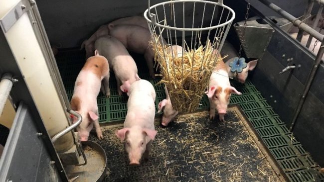 Pic 1. Intact (non-docked) pigs with manipulable material. Picture courtesy of Inge Böhne