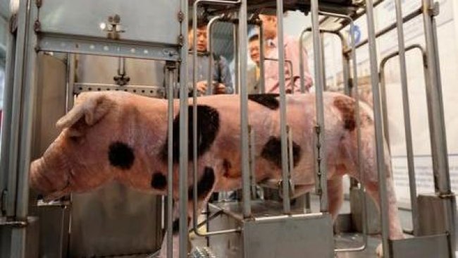 Pig production trends highlighted at EuroTier 2018