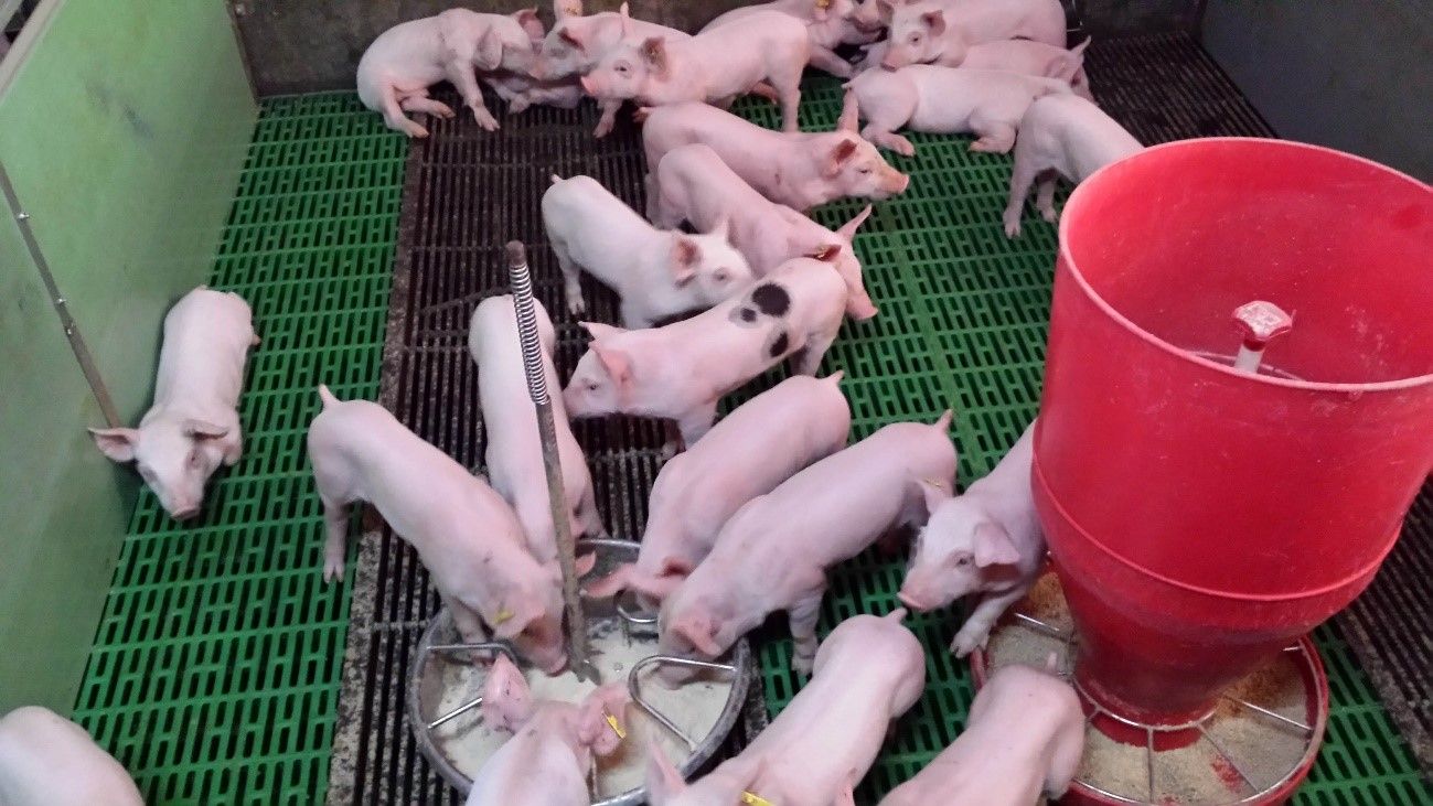 Photo 2. At the farrowing quarters,&nbsp;the piglet eats almost once every hour, and it always eats while&nbsp;the rest of the litter is also eating.&nbsp; At weaning, it is very important to provide additional feeders&nbsp;that allow the piglet to maintain that feeding pattern as a group. Additionally, creep feeders&nbsp;with water and feed facilitate learning.
