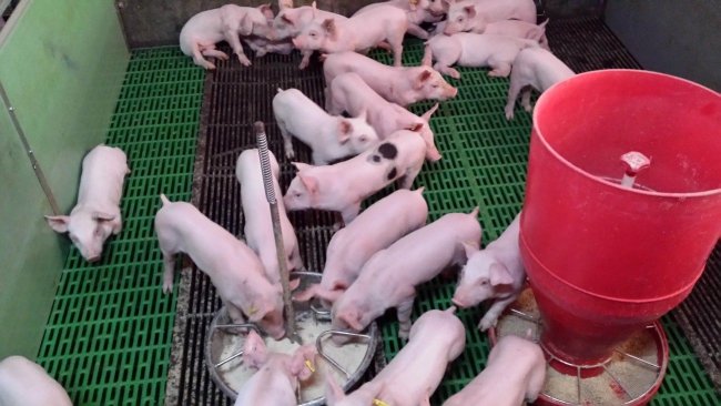 Photo 2. At the farrowing quarters, the piglet eats almost once every hour, and it always eats while the rest of the litter is also eating. At weaning, it is very important to provide additional feeders that allow the piglet to maintain that feeding pattern as a group. Additionally, creep feeders with water and feed facilitate learning.