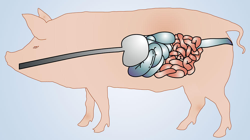 Кишечник свиньи схема