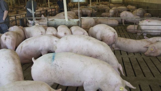 Picture 1. Gilt unit in North America. Picture courtesy of Dr. Maria Jose Clavijo