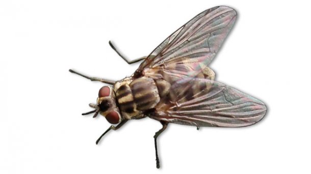 Asf Can Flies Transmit The Virus To Pigs Articles - 