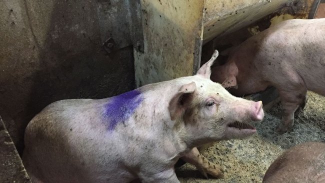 Figure 1. Pig coughing in a hospital pen. Note: The feeder in the hospital pen is dry meal ad libitum.