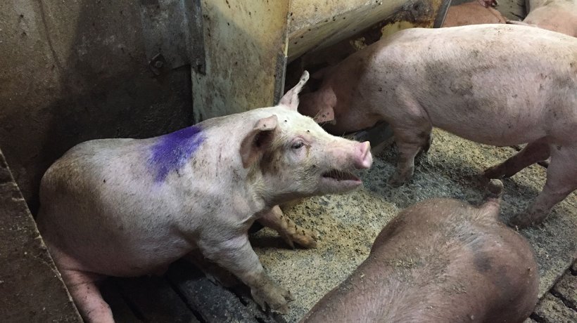 Figure 1. Pig coughing in a hospital pen. Note: The feeder in the hospital pen is dry meal ad libitum.
