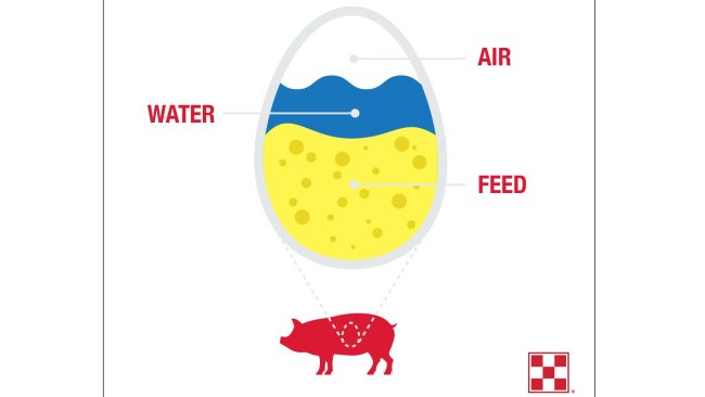 Stomach size is a limiting factor in weaned pig feed intake. At 21 days, a pig’s stomach is the size of an egg, and pigs can only eat 1 ounce of feed at a time. To meet weaned pigs’ nutritional needs, encourage repeat feeding behavior.