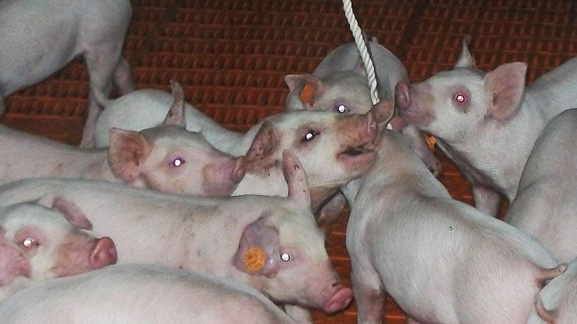 Picture 1. Using ropes for sampling oral fluids.
