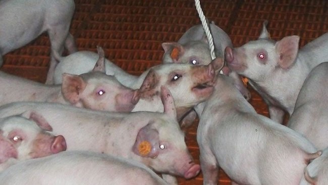 Picture 1. Using ropes for sampling oral fluids.