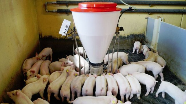 The Babyfeeder automatic feeder from Aco Funki is equipped with a sensor which ensures automatic filling.