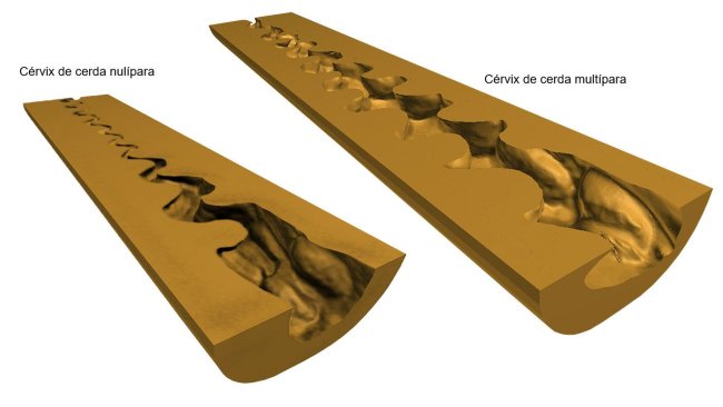 Figure 2. 3D digital representation of the cervix (medial longitudinal section) of nulliparous and multiparous sows obtained after scanning (NextEngine Desktop 3D Scanner, model 2020i) of the endoluminal moulds.