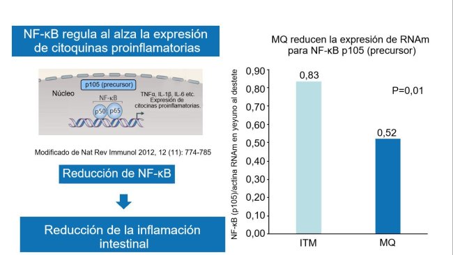 Figure 2. The drop in nuclear factor NF-κB reduces gut inflammation.