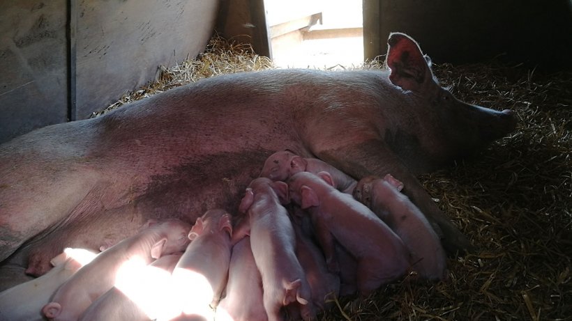 Lactating piglets.
