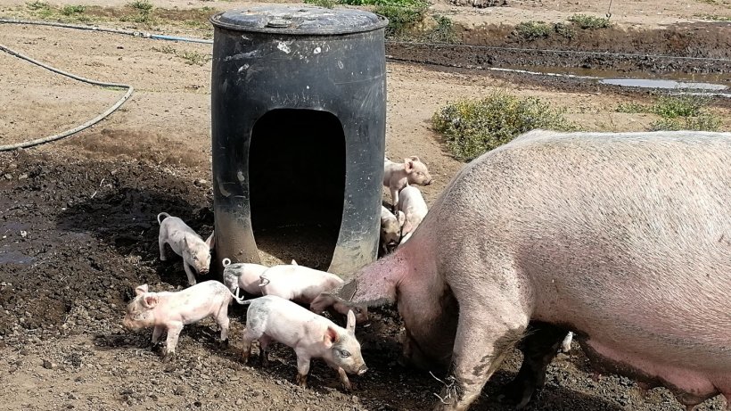 Piglets around barrel.
