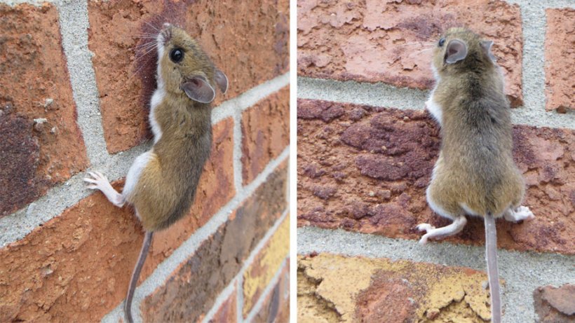 Deer mouse climbing a brick wall. Source: Nature Guelph Tracking Club (natureguelphtracking.wordpress.com)
