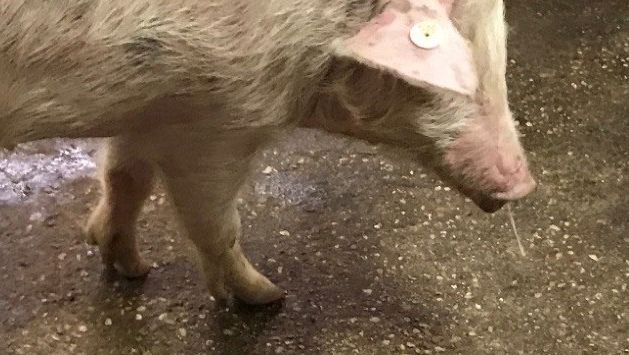 Image 1. Nasal discharge + fever - Swine flu.
