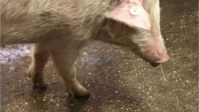 Image 1. Nasal discharge + fever - Swine flu.