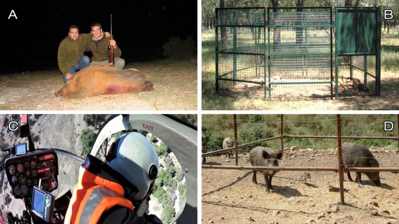 Photo 1: Control options:&nbsp;A) recreational hunting; B) trapping; C) elimination by professionals (in this case from a helicopter; photo courtesy of Ivor Jockney); D) habitat management: suppression of feed and protection of crops (photo: fixed feeder for wild boar).
