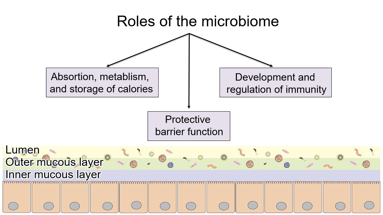 Roles of the microbiome: providing a protective intestinal barrier, digesting and metabolizing nutrients, and regulating immunity.
