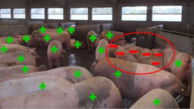 Figure 5. Example of pregnancy diagnosis results on day 33.