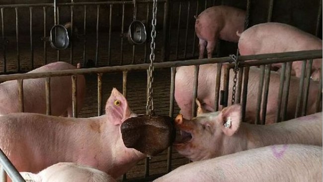 The Ridley Sow Enrichment Block was developed out of Pork CRC Program One research into how nutritional strategies could reduce aggression in group housed sows.