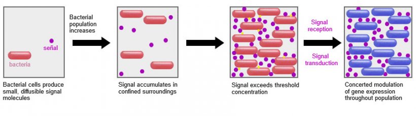 A promising system is the ability to influence the signaling mechanism among bacteria (Quorum sensing) through certain probiotics. In this way, they can be prevented from carrying out common survival strategies such as the formation of biofilms or sporulation in adverse conditions.
