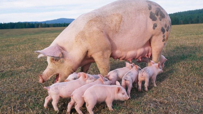 BCS SowDition enables accurate and standardized body condition scoring of sows in four simple steps, contributing to better health and management