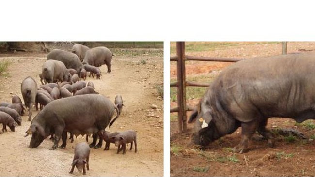 Figure 2: Alentejano sows with piglets (left) and Alentejano boar (right).