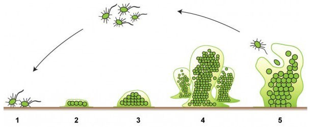 The five stages of the formation of a biofilm. Source: http://www.emerypharmaservices.com/