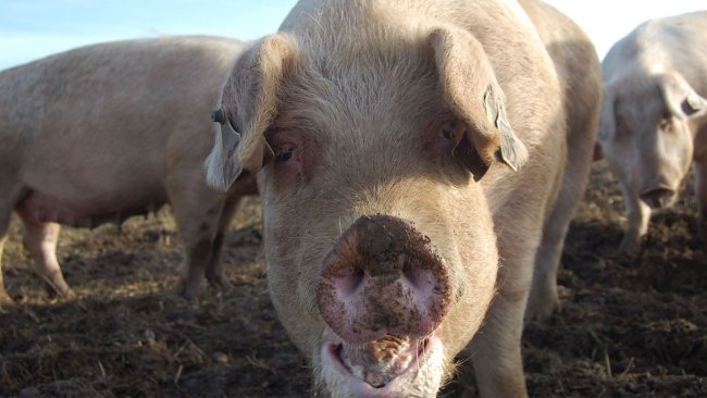 Swine flu can cause abortions and other reproductive disorders in sows.