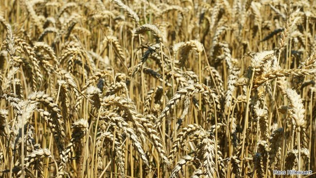 Wheat field in Oostburg, Netherlands. Photo by Hans Hillewaert.