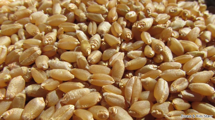 Figure 1. Grains of common wheat&nbsp;(Triticum aestivum). Photo by Forest &amp; Kim Starr.
