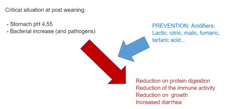 Figure 2: .The acidification of the digesta is also a good strategy to improve digestion, especially in post-weaning piglets because their endogenous capacity is very limited. By adding an acidifier in the diet, the reduction on protein digestion and its effects on immunity and productive parameters are avoided.&nbsp;
