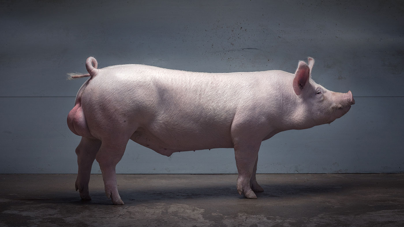 Порода свиней Темпо