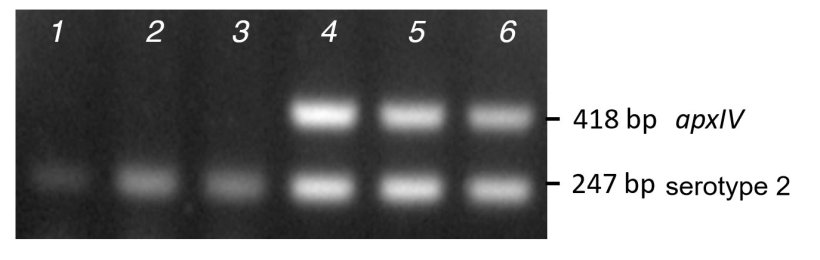 Figure 2. Comparison of band amplification from purified colony PCR (lanes 1-3) versus DNA (lanes 4-6) for three clinical serotype 2 isolates using mPCR1.