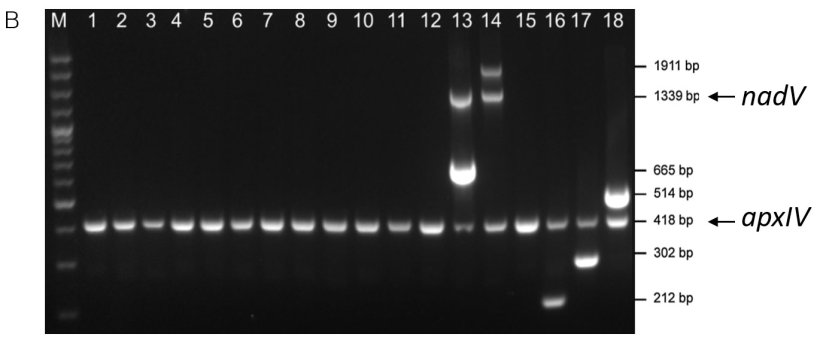 Figure 1. Serotype-specific detection of amplicons from APP reference strains by (A) mPCR1 for serotypes 1-12 and 15 and (B) mPCR2 for serotypes 13–14 and 16–18. Serotype reference strains 1-18 = Lanes 1-18. Both mPCRs show a 418 bp apxIV amplicon confirming that samples are APP (adapted from Bossé et al., 2018b). 