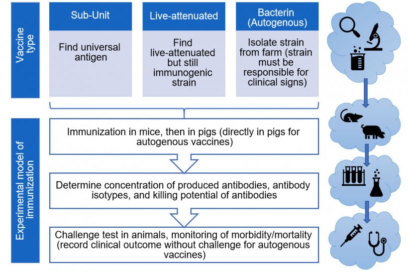 Figure 3. Steps in experimental vaccine efficacy testing (by vaccine type).