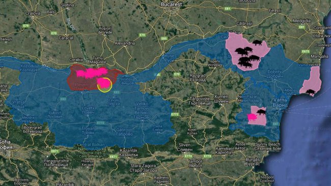 ASF outbreaks in Bulgaria since the emergence of the disease in August 2018. In domestic pigs (pink) and wild boars (black).