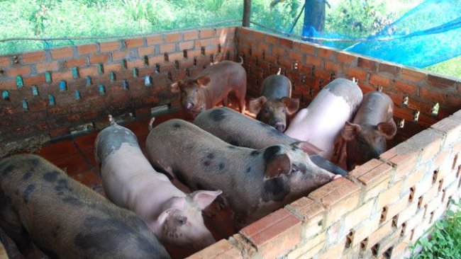 Image courtesy of Dr. James Young, Thermo Fisher Scientific.